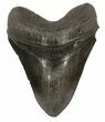 Heavy, Fossil Megalodon Tooth - South Carolina #51008-1
